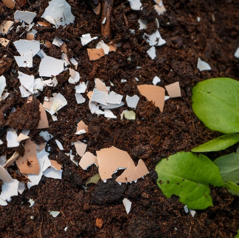 Eggshell Fertilizer And Pest Deterrent