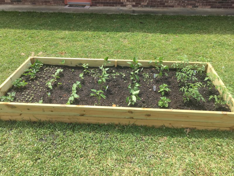 Space Plants To Increase Airflow