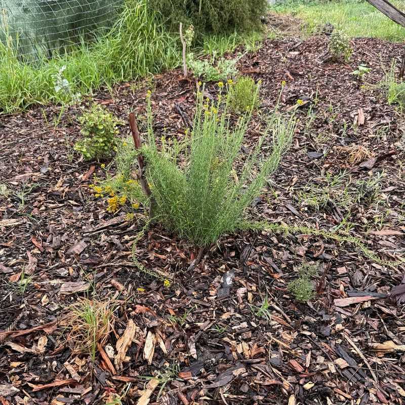 Mulch Lighter Leaf Coverage