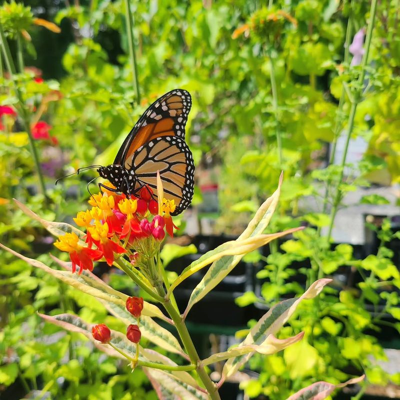 Pollinator-Friendly Gardens