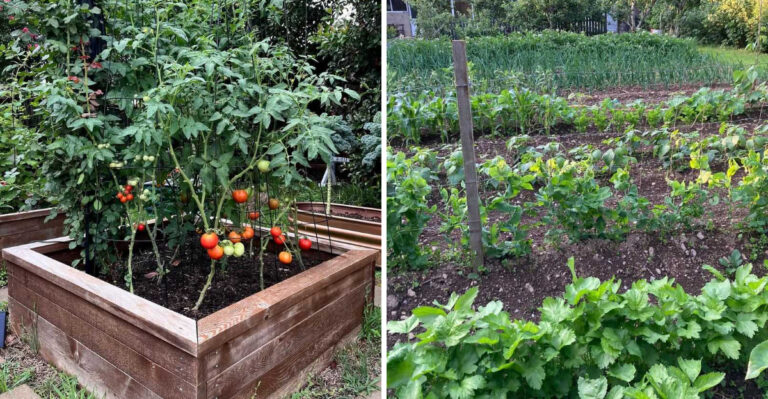 Raised Beds Or Ground Gardens? Which Works Better For Michigan Yards