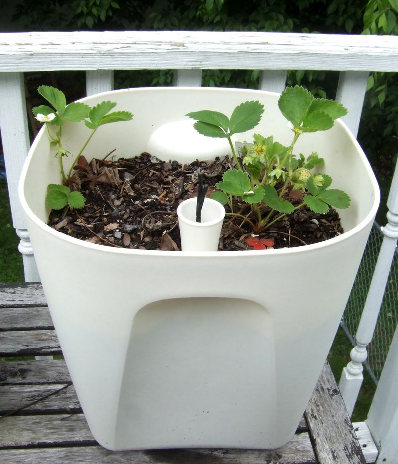 Self-Watering Containers For Patios And Decks