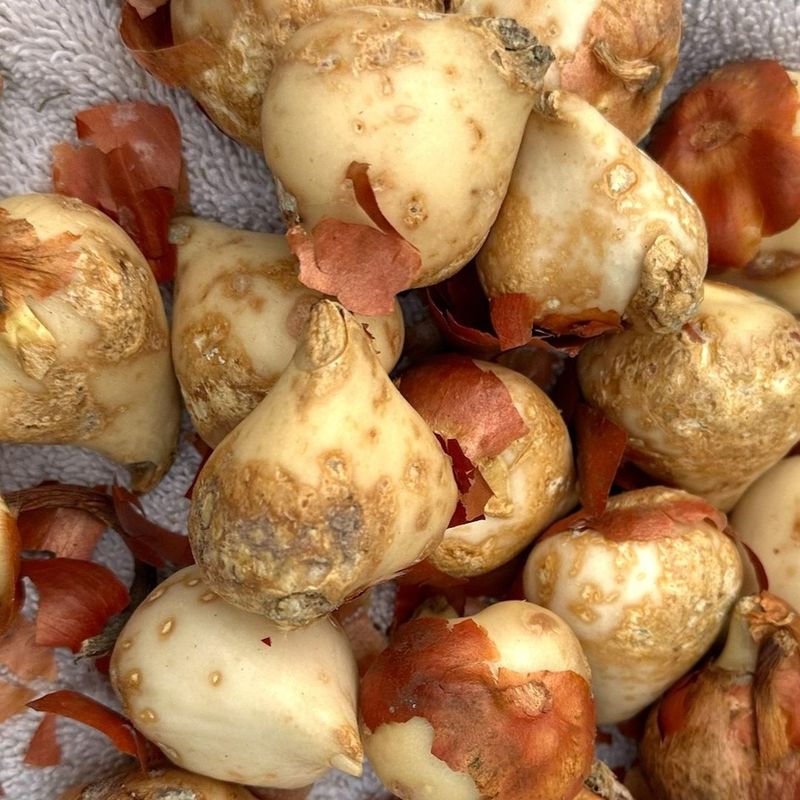 Bulbs That Rot Instead Of Blooming