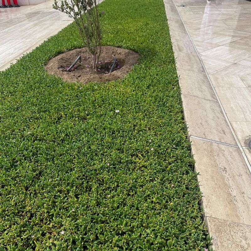 Ground Cover Plants Instead of Grass
