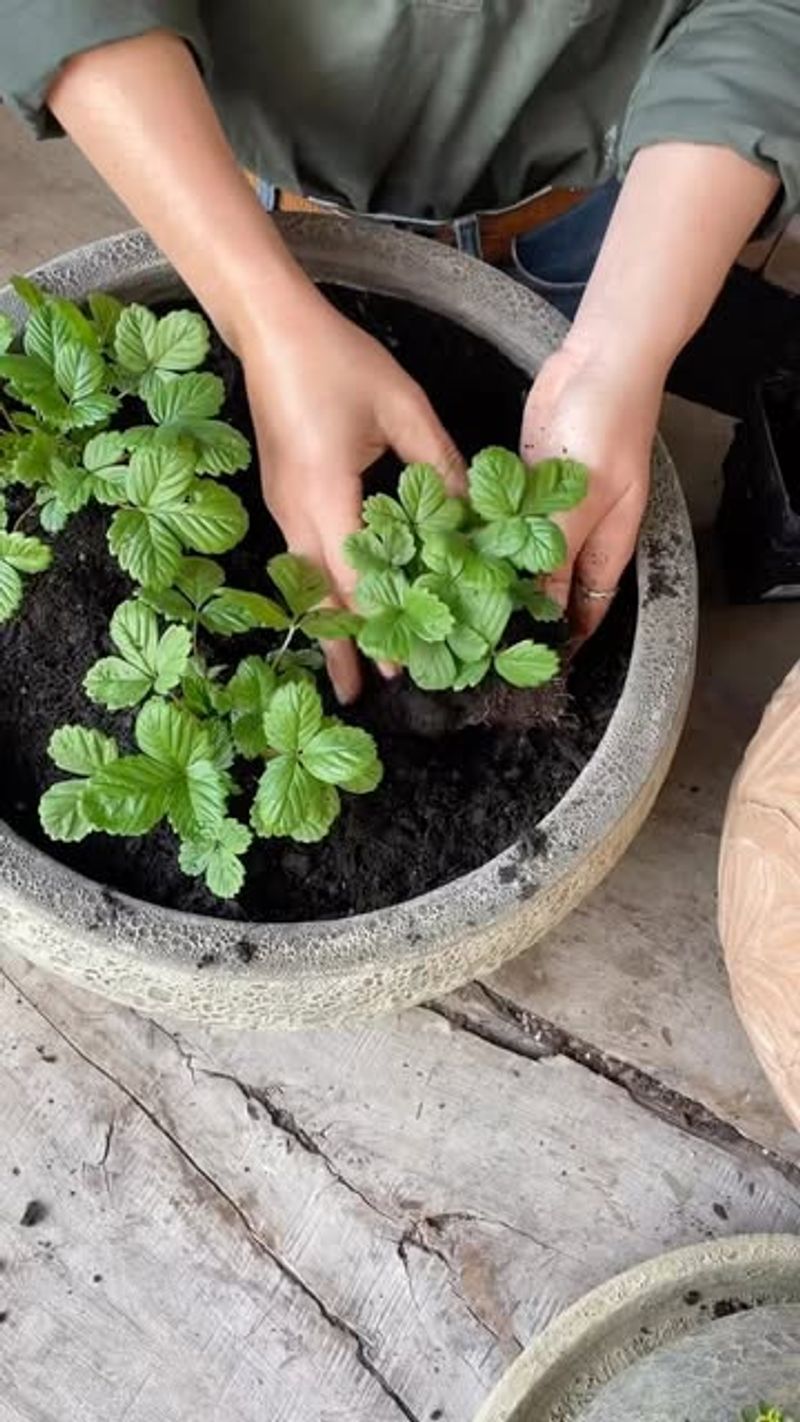 Pots Warm Up Faster In Early Spring
