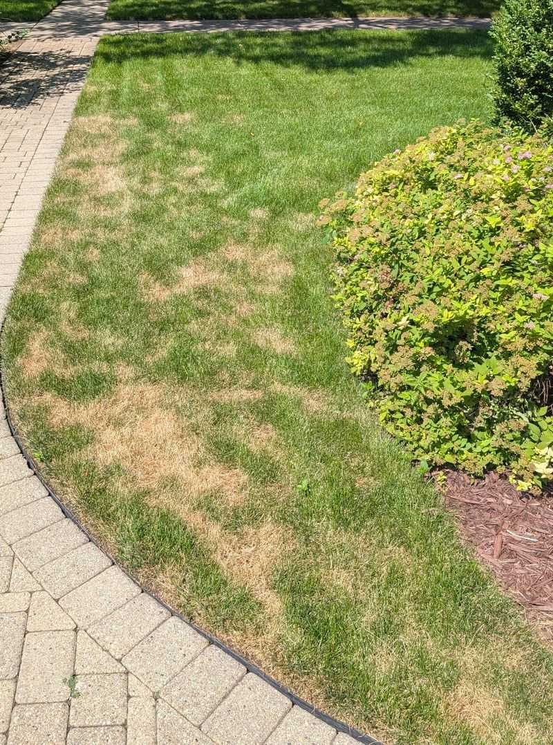Drought-Stressed Lawns