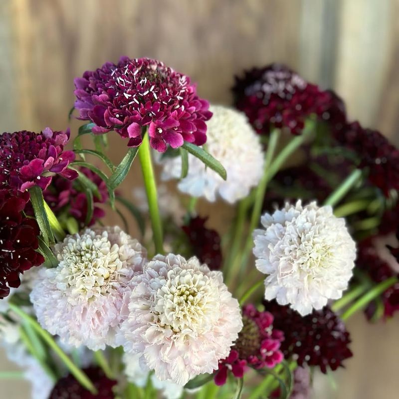 Scabiosa