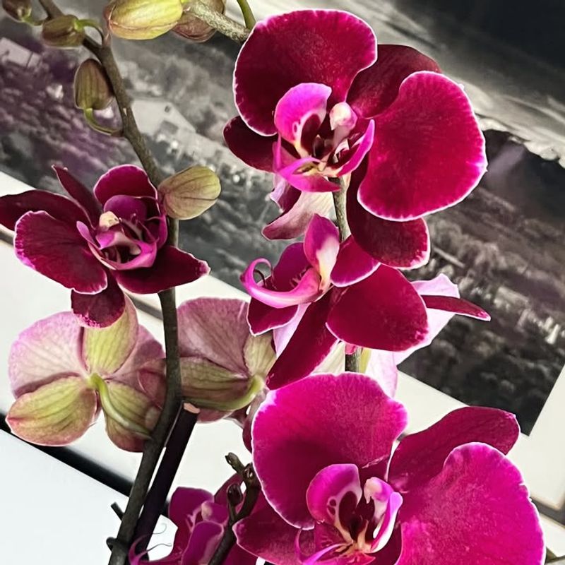 Orchids