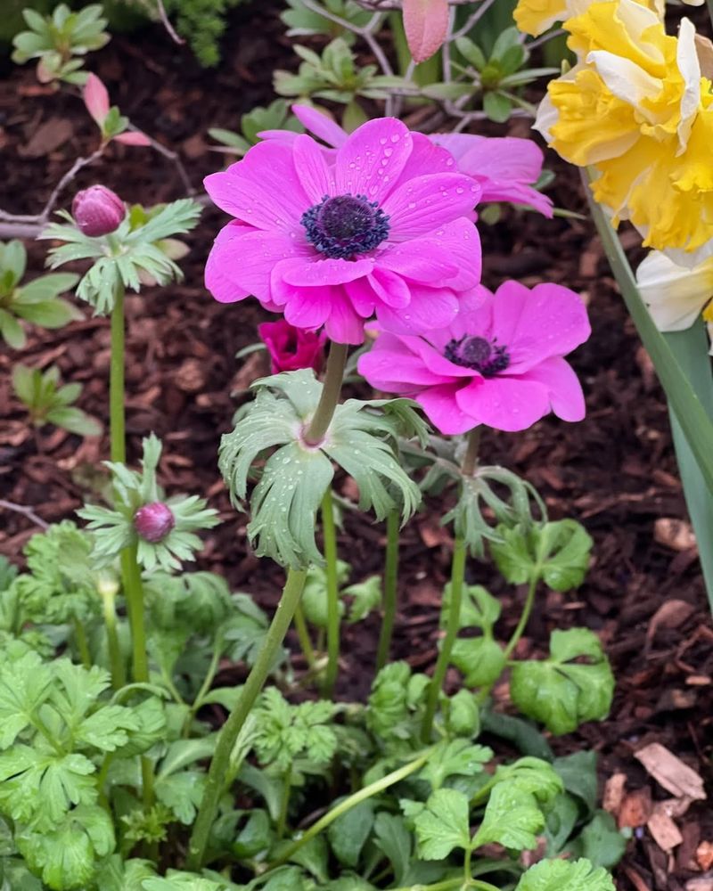 Anemone (Anemone coronaria)