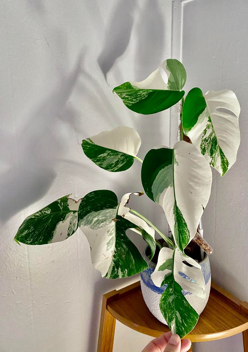 Variegated Monstera Deliciosa