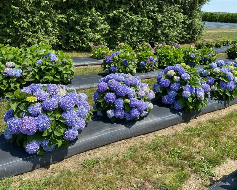 Hydrangeas