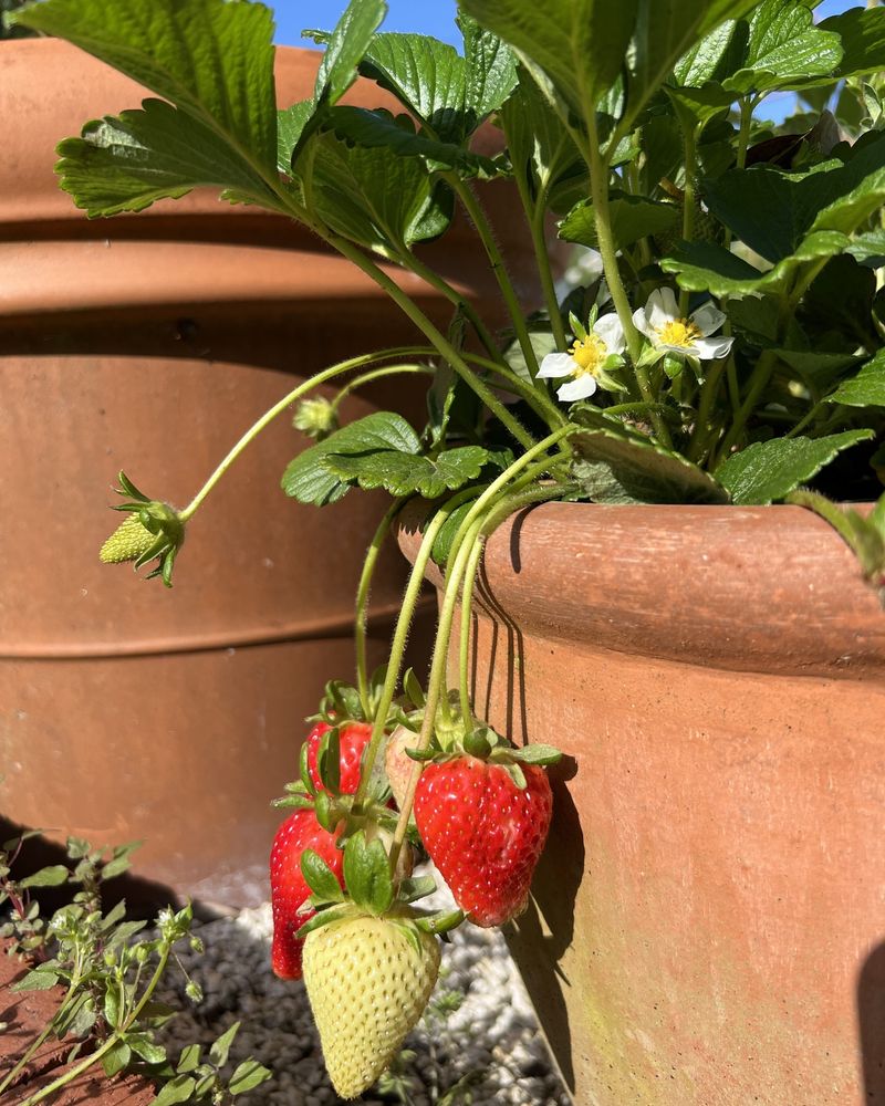 Strawberry Plants For Early Spring Harvests