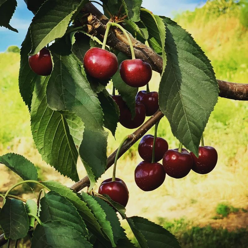 Cherry Trees