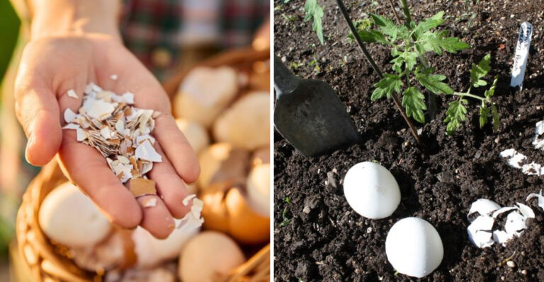 eggshells for garden use
