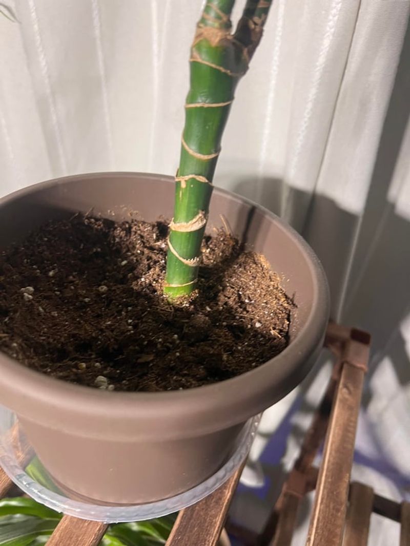 Refreshing Pots And Soil Surfaces Without Full Repotting