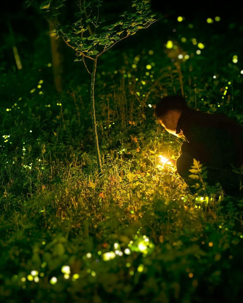 Light Pollution Confuses Their Glow