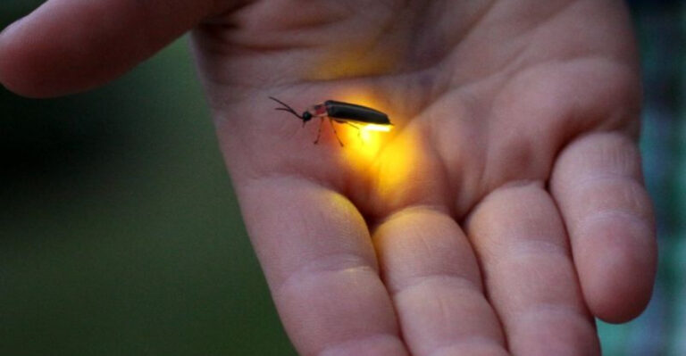 firefly in hand