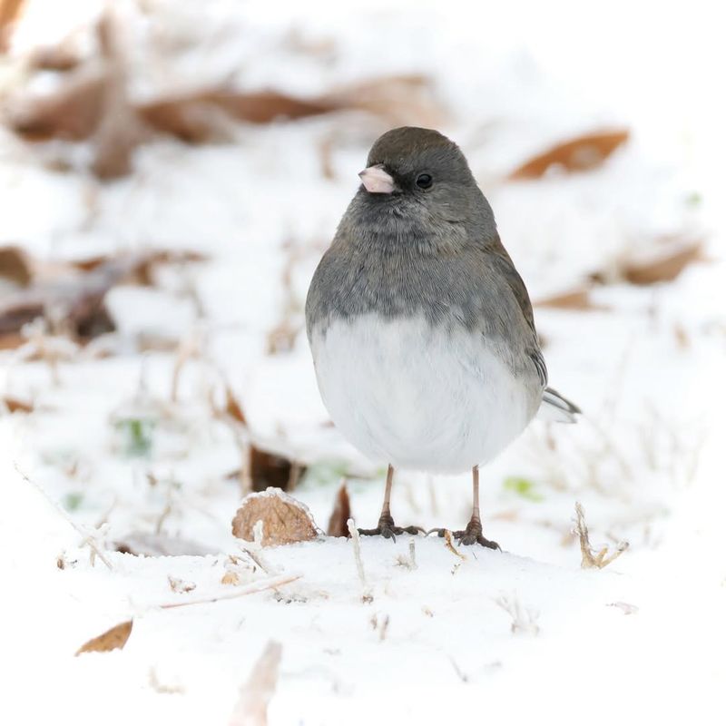 Dark-Eyed Junco