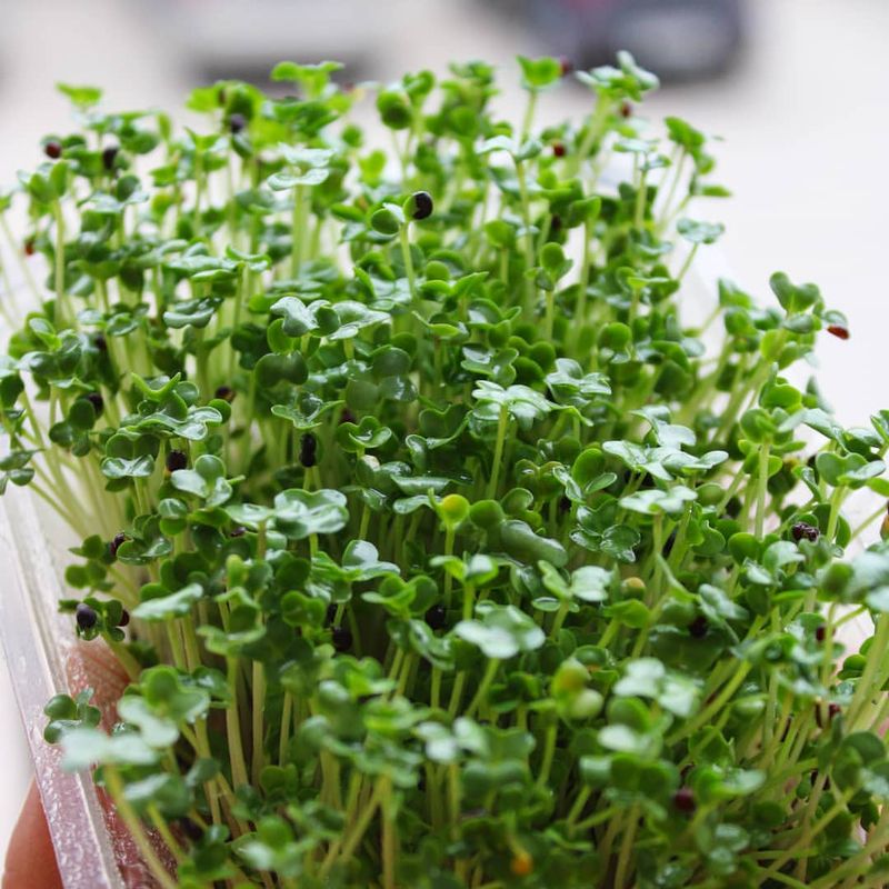 Mustard Microgreens
