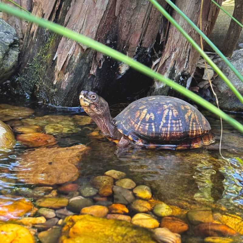 Eastern Box Turtles