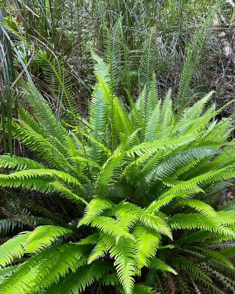 Sword Fern
