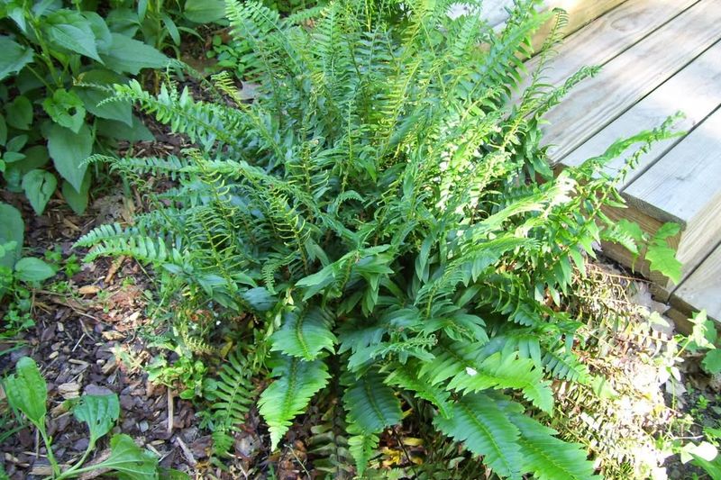 Sword Fern For Erosion And Woodland Areas
