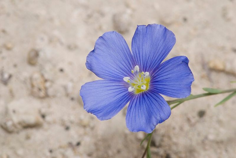 Lewis Flax (Linum lewisii)
