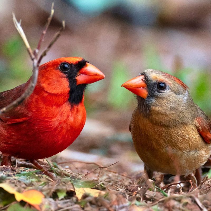 Northern Cardinal