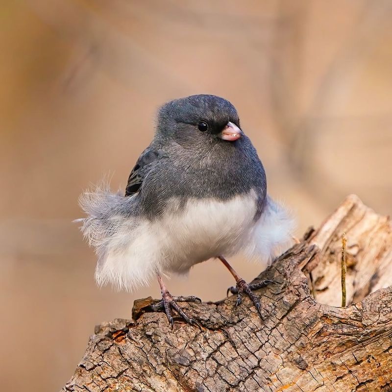 Dark-eyed Junco