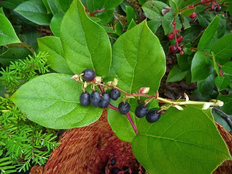Salal