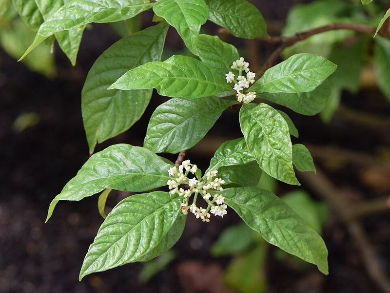 Wild Coffee (Psychotria nervosa)