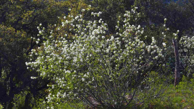 Serviceberry Survives Brutal Cold While Delivering Four Season Beauty