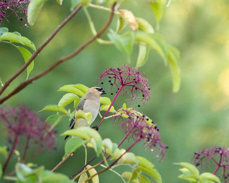 Elderberry (Sambucus spp.)