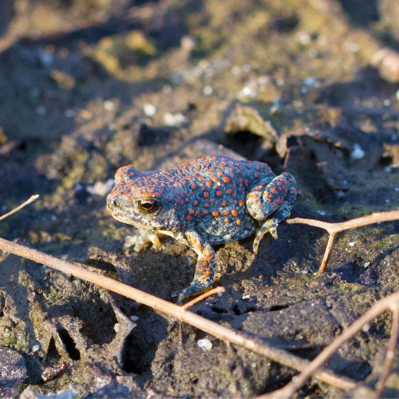 California Toads Hop Under Legal Guard
