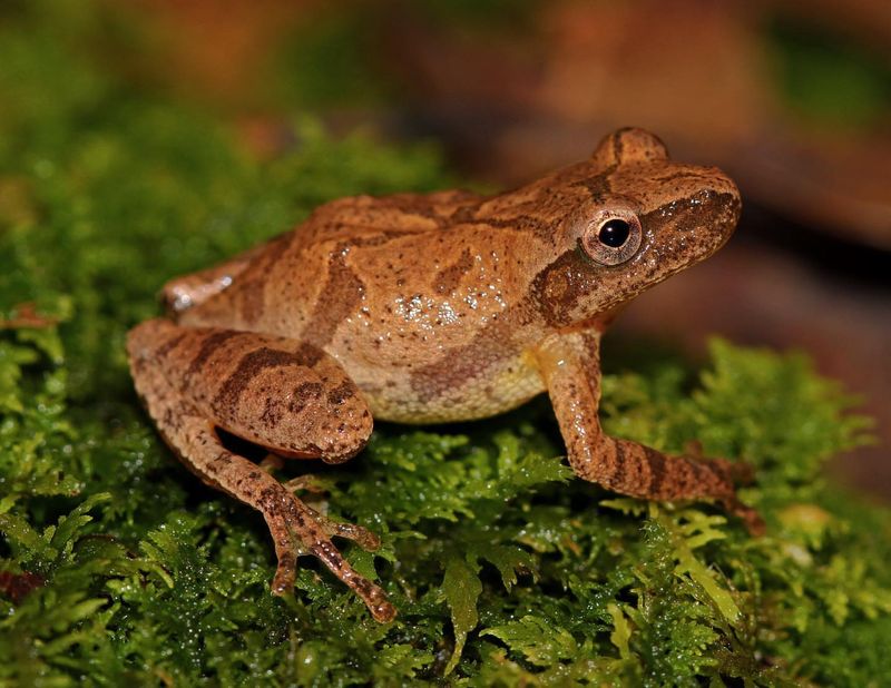 Spring Peeper Frogs
