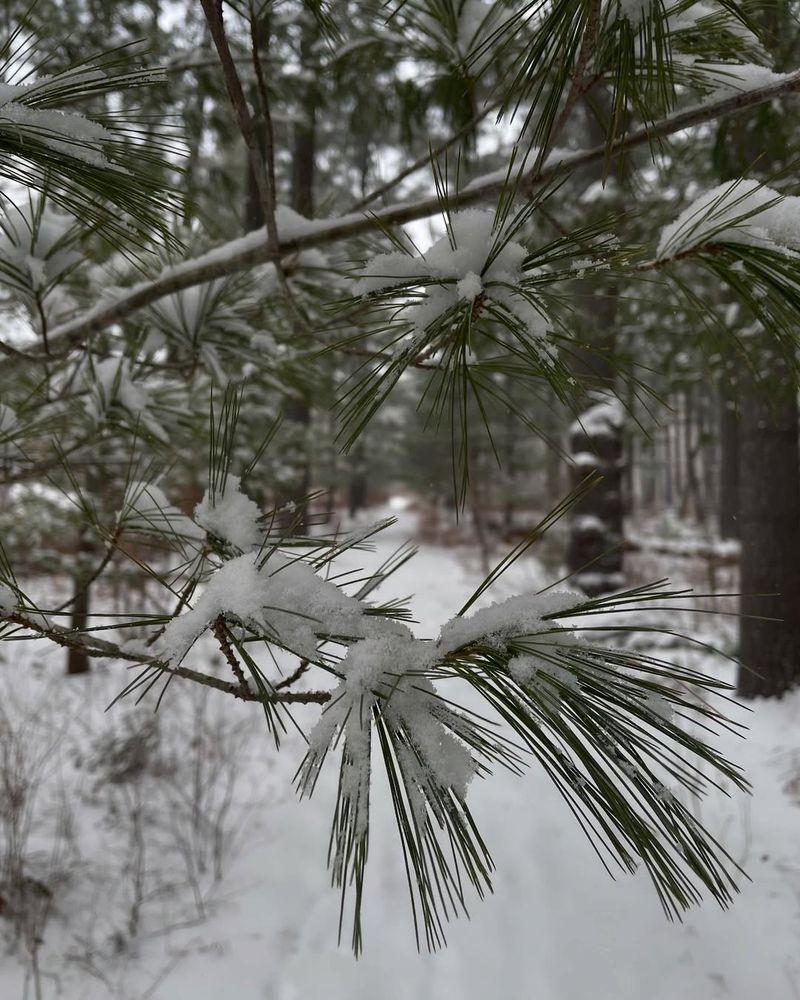 Eastern White Pine