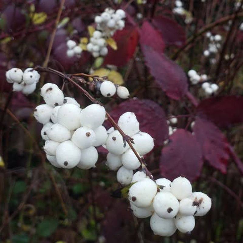 Snowberry (Symphoricarpos albus)