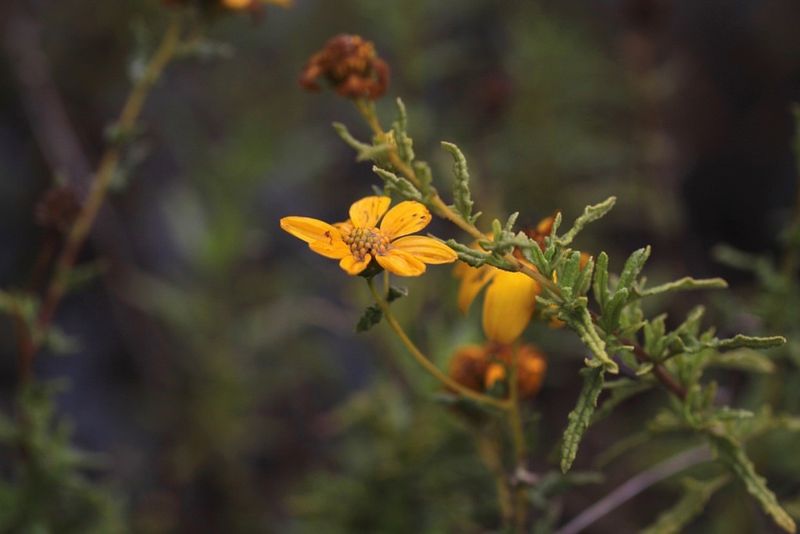 Desert Marigold