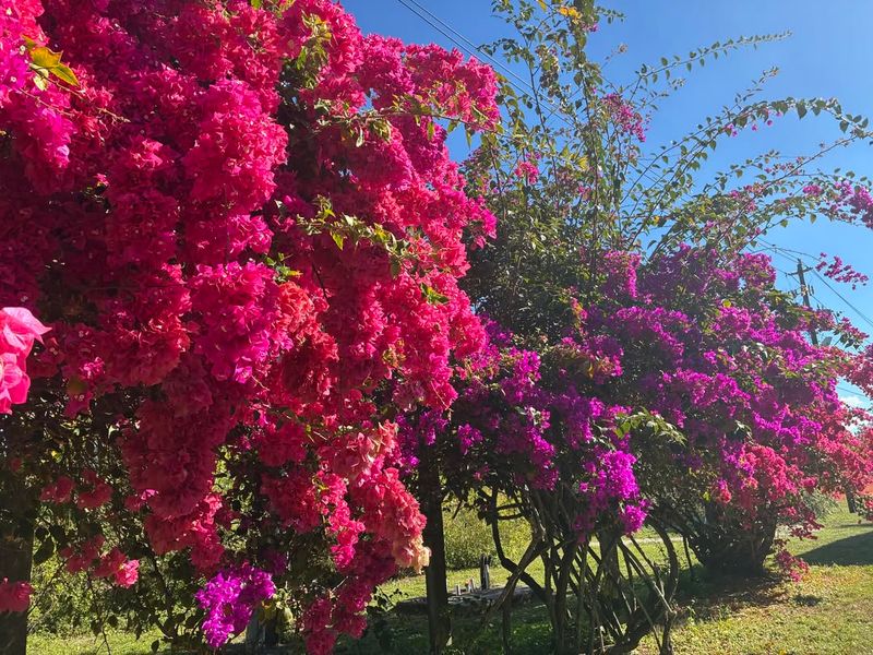 Bougainvillea