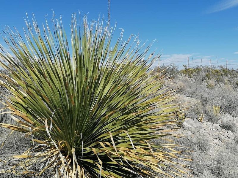 Sotol (Dasylirion wheeleri)