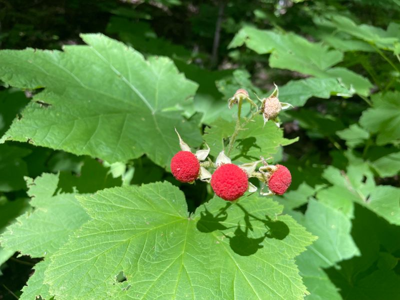 Thimbleberry