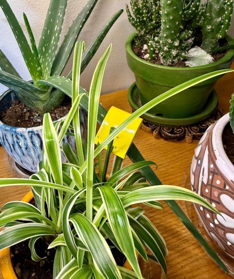 Inspect Leaves For Pest Issues