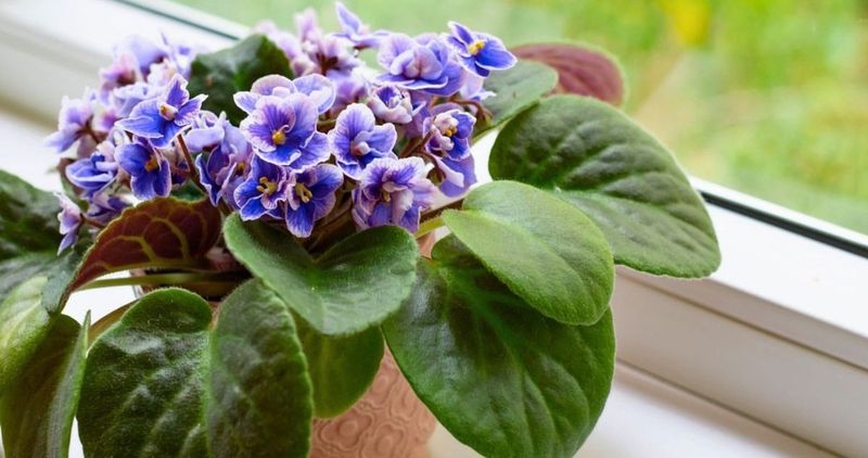 Protect Plants From Temperature Fluctuations