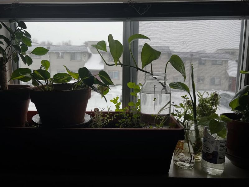 Protect Plants From Cold Drafts