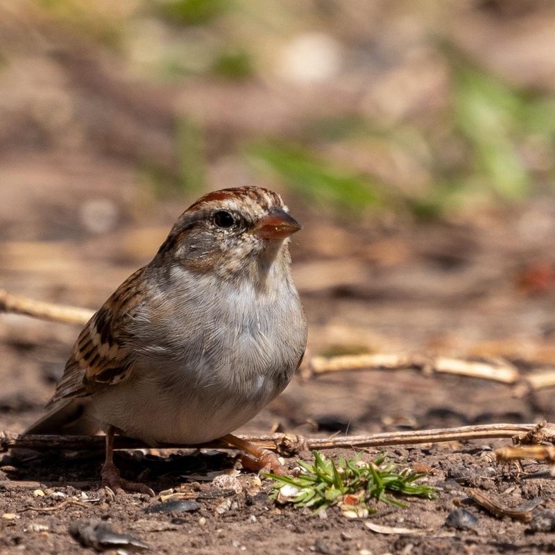 Avoid Pesticides That Remove Insect Food