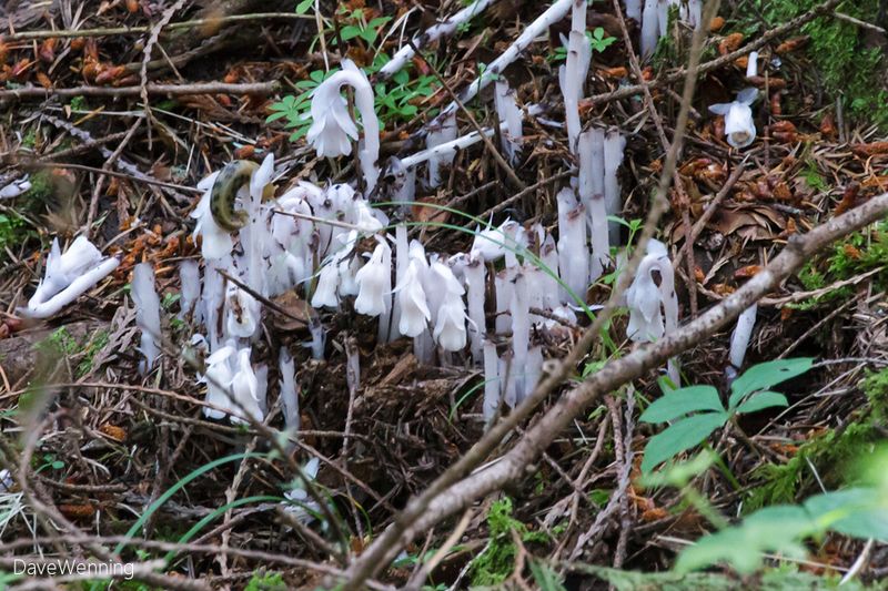 Optimal Shade Levels From Dense Canopy Cover