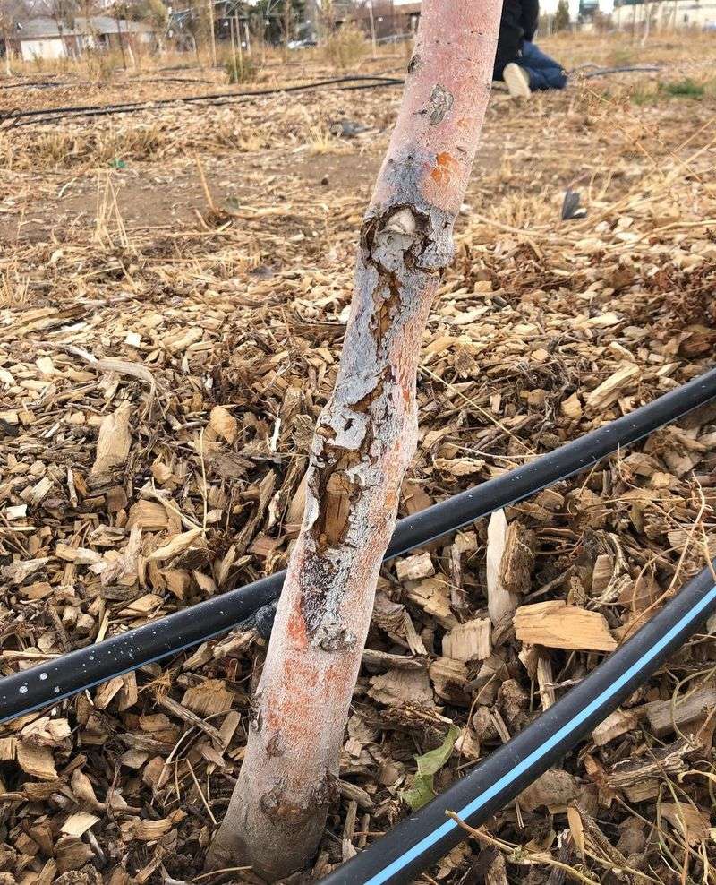 Protects Against Southwest Injury