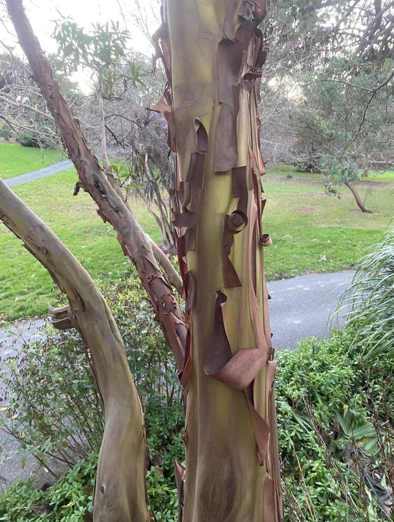 Prevents Bark Splitting During Winter Cold Snaps