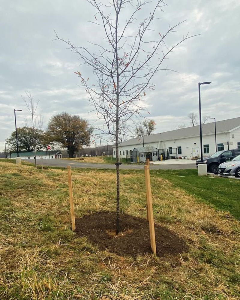 Protecting Young Plants And New Installations