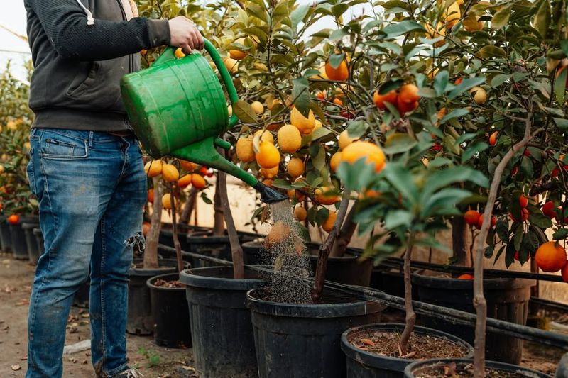 Fertilize Citrus Trees